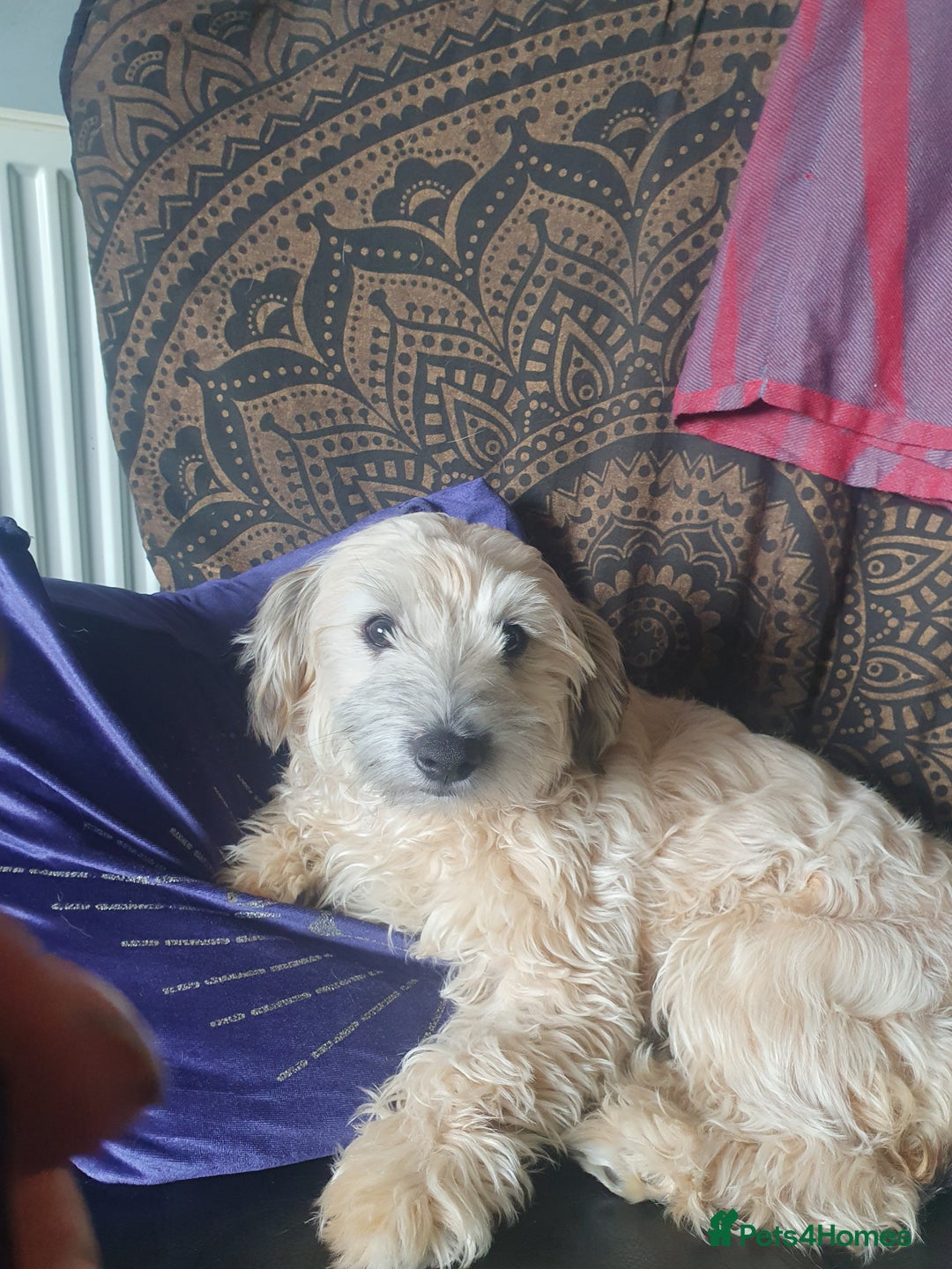 Mixed Breed dogs for sale: Free to a good home  - Image 4