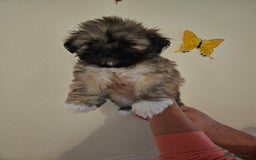 Lhasa Apso dogs for sale: Lovely pedigree puppys - Image 10