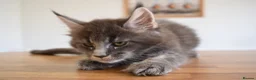 Maine Coon cats for sale: READY FOR COLLECTION  TICA registered kittens - Advert 35