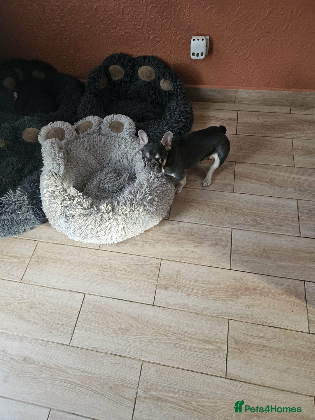 French Bulldog dogs for sale: 6 Month Old French Bulldog Looking for a Home - Advert 7