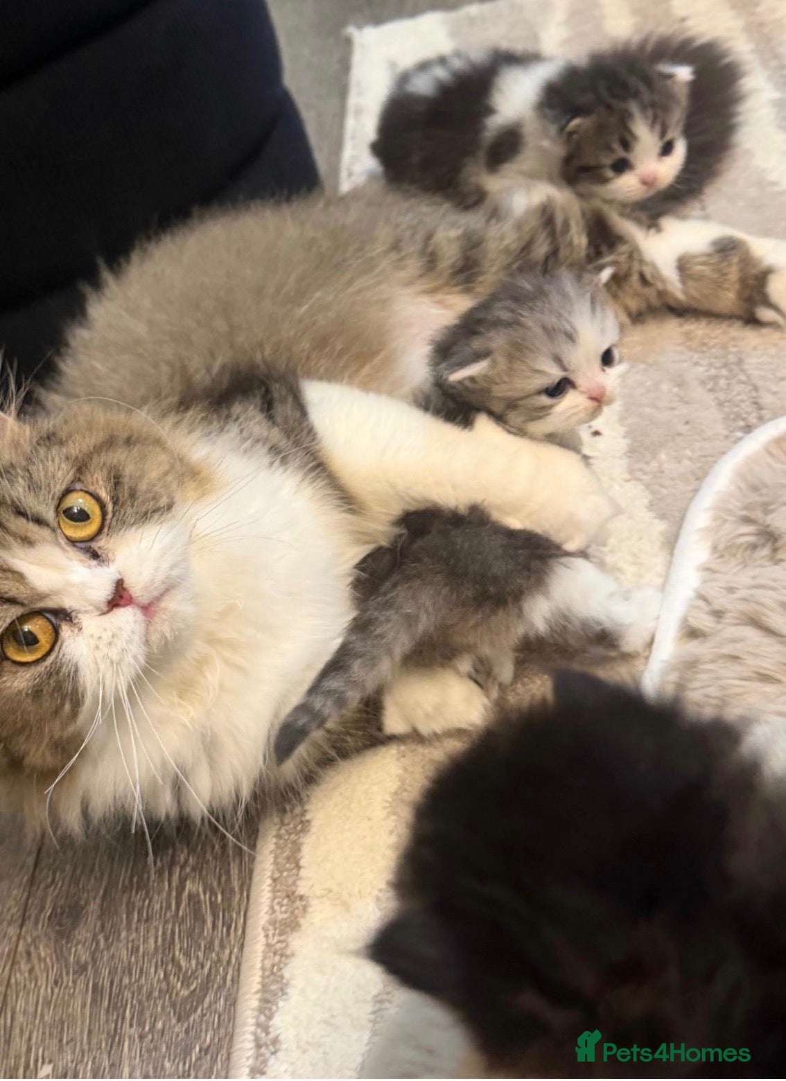Persian cats Stunning pure Persian babies - Advert 2