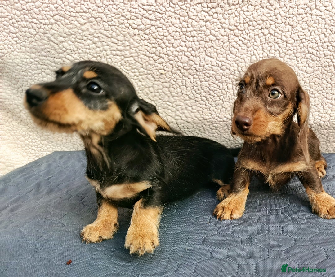 Miniature Dachshund dogs for sale: MINI WIRE READY NOW PRA LAFORA CLEAR  - Image 10
