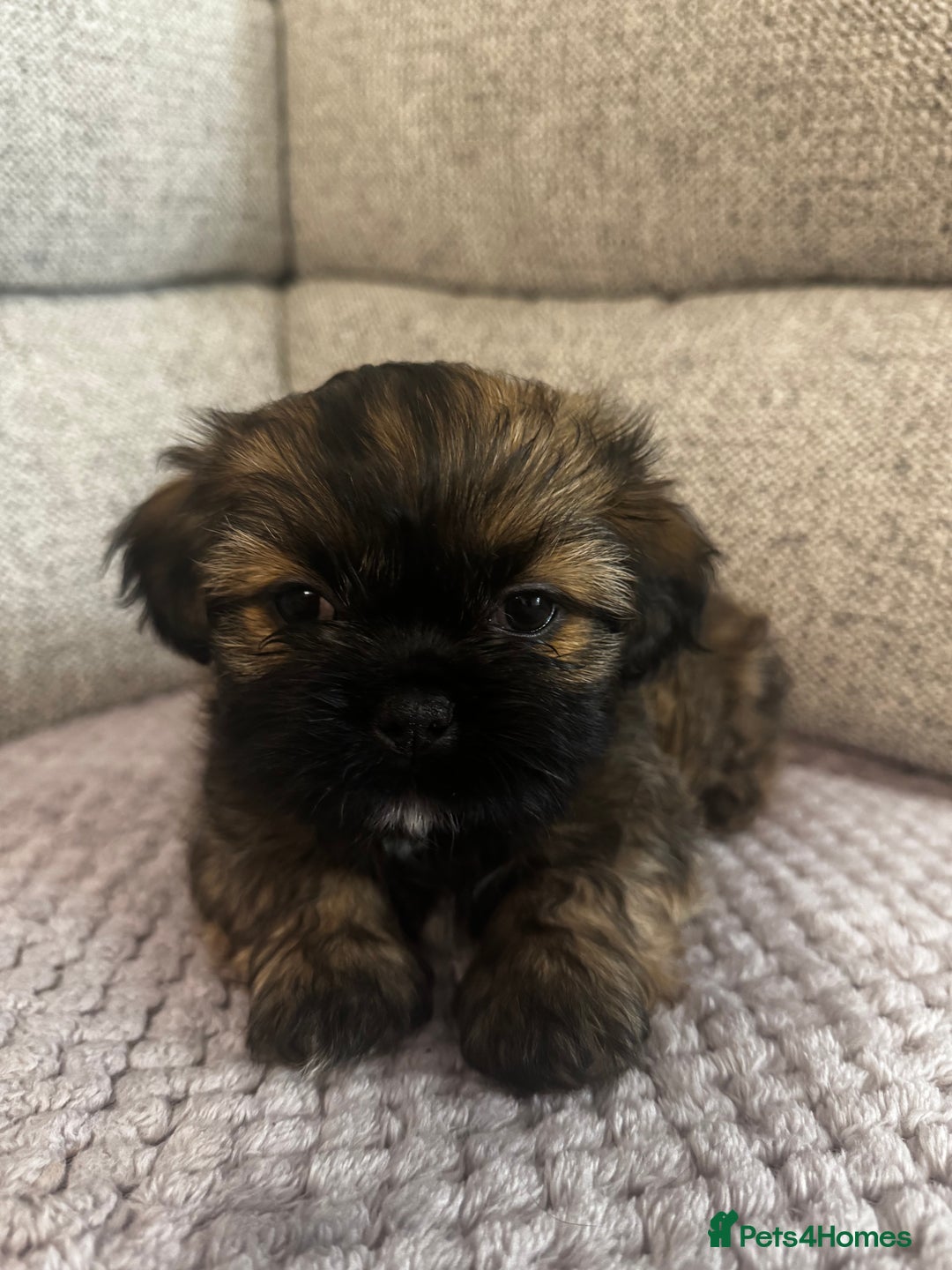 Mixed Breed dogs for sale: Shih Tzu cross patterdale pups - Advert 3