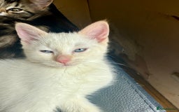 Ragdoll cats for sale: ADORABLE RAGDOLL POLYDACTYL KITTENS - READY NOW - Image 38