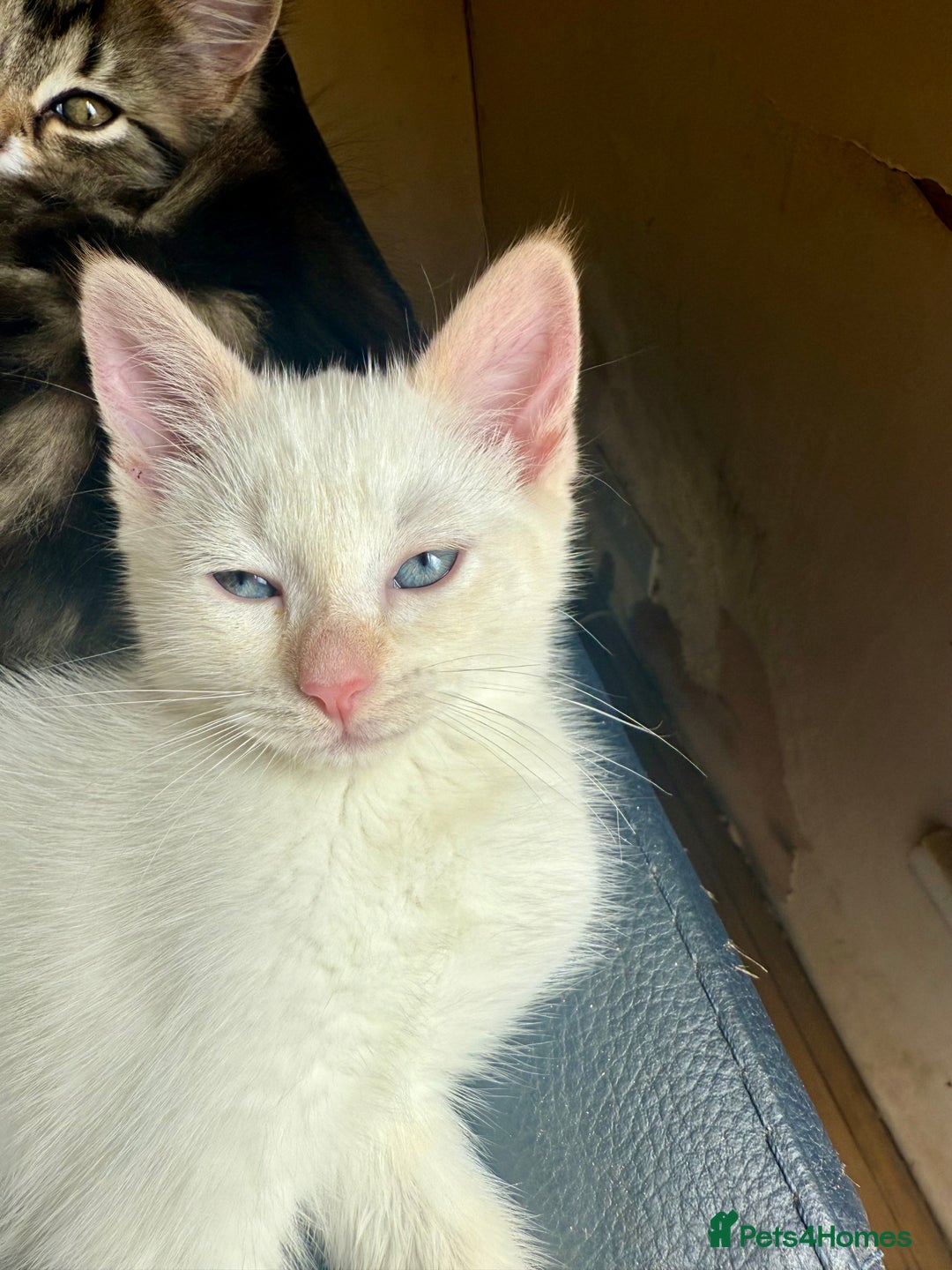 Ragdoll cats for sale: ADORABLE RAGDOLL POLYDACTYL KITTENS - READY NOW - Image 38