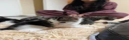 Domestic Shorthair cats for sale: 4 Beautiful Kittens in Wolverhampton - Advert 6