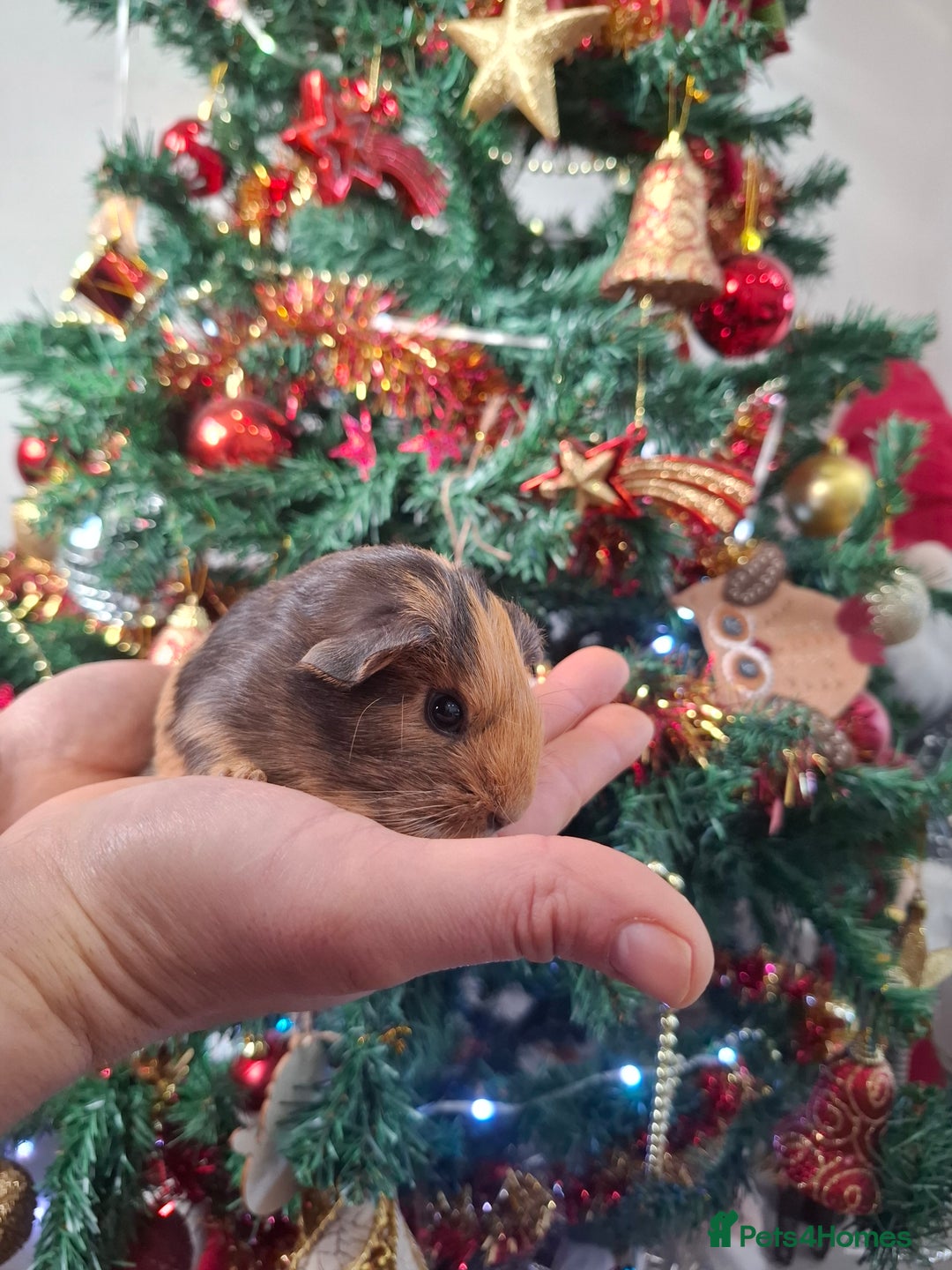 Guinea Pig rodents for sale: Precious piggies 🐷  - Advert 1