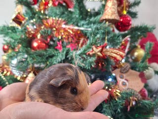 Guinea Pig rodents Precious piggies 🐷 - Advert 5