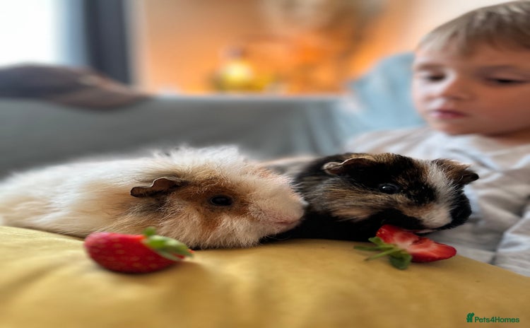 Guinea Pig rodents - Advert 5