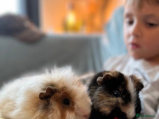 Guinea Pig rodents for sale - Advert 1