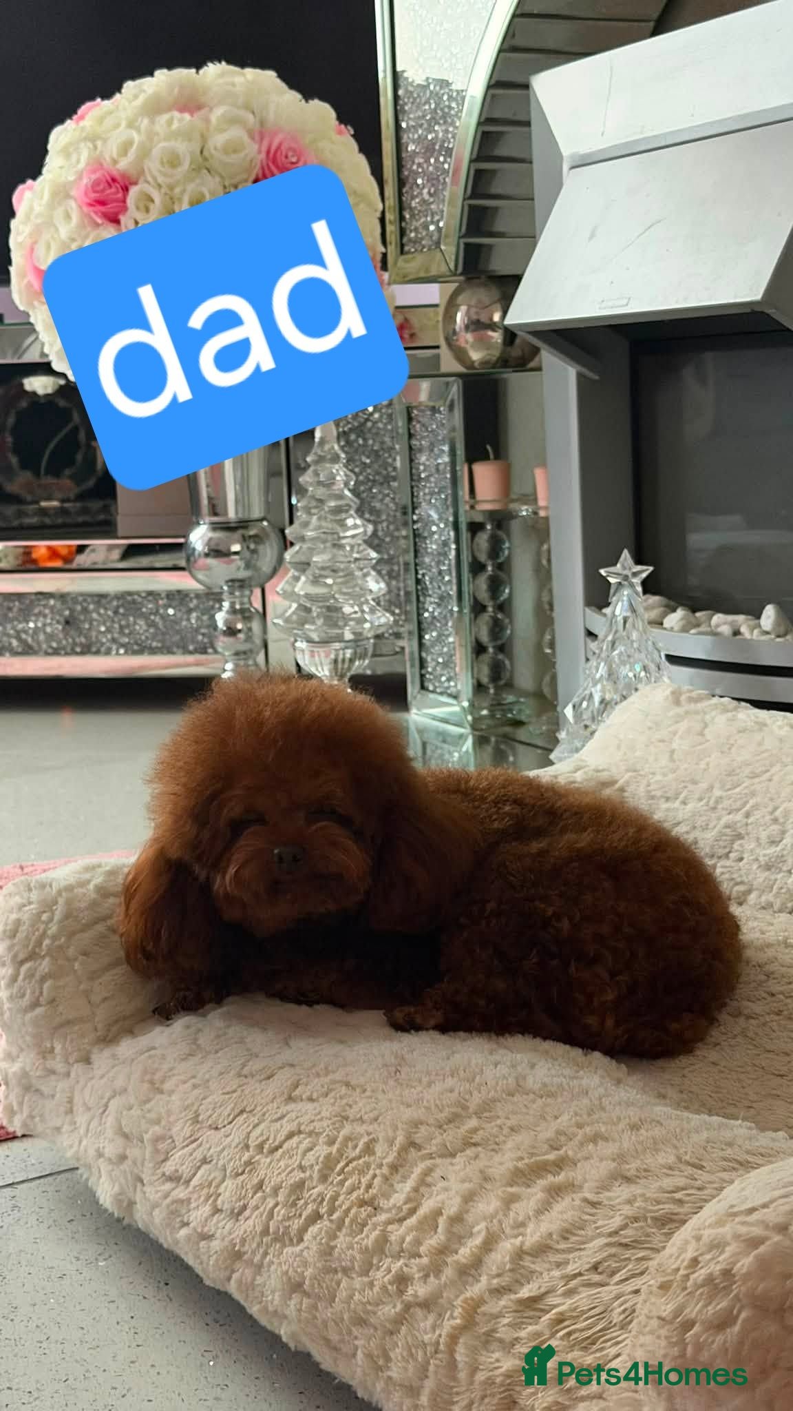 Toy Poodle dogs Toy poodle Asian beautiful puppies - Advert 6