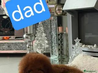Toy Poodle dogs Toy poodle Asian beautiful puppies - Advert 6