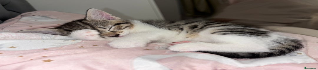 Mixed Breed Kitten 2