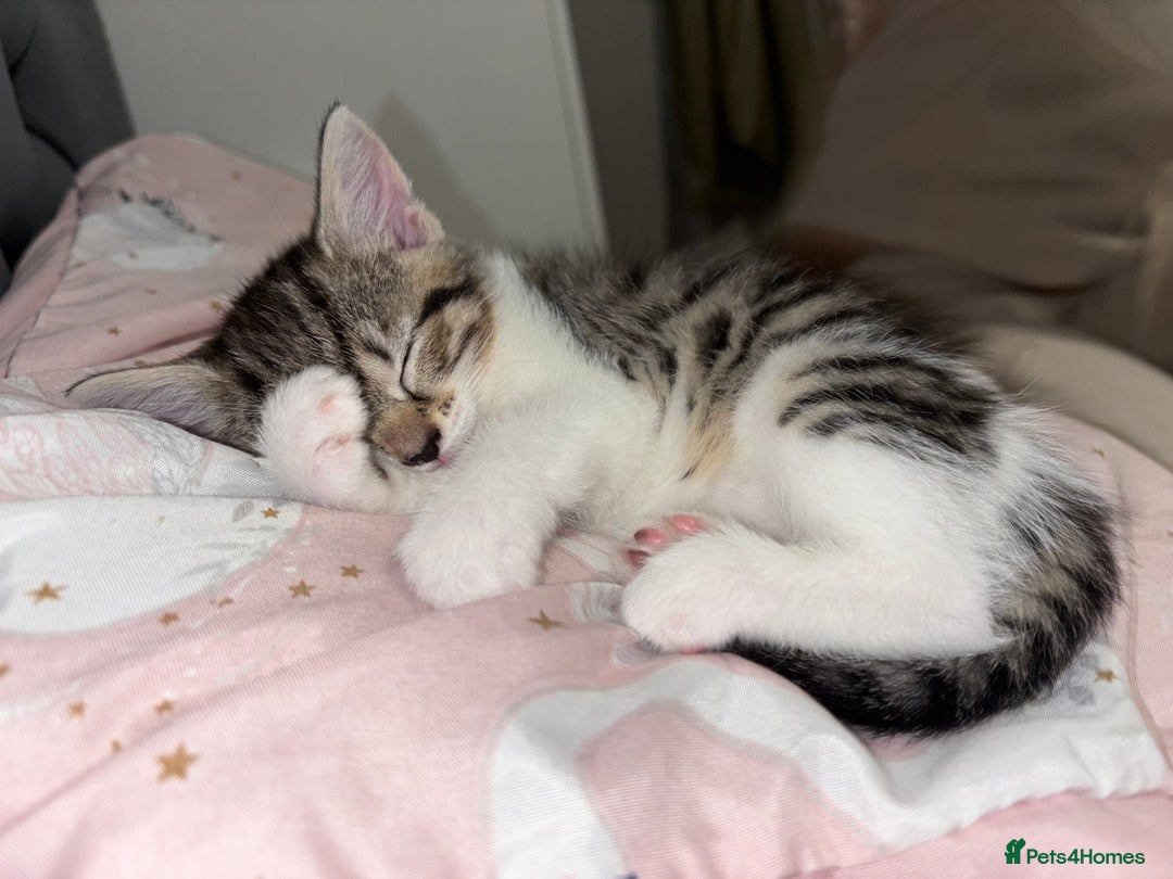 Mixed Breed cats for sale: Kittens  - Image 3