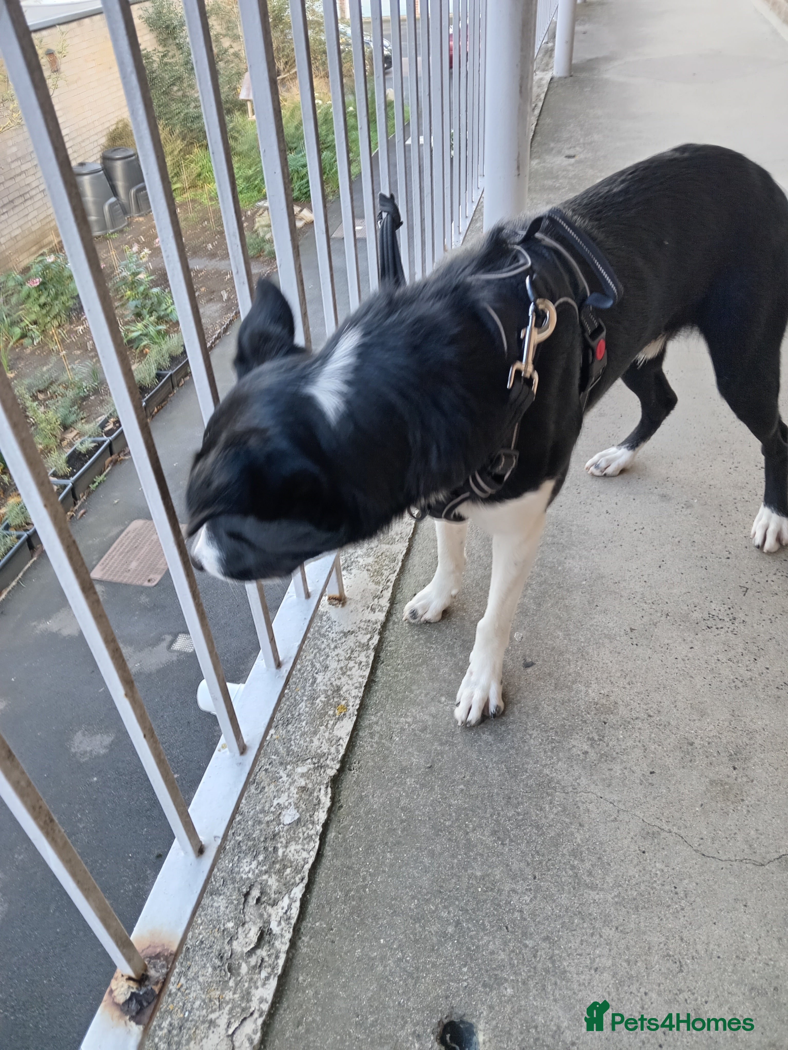 Border Collie dogs Border collie 1 year old plz read description - Advert 15