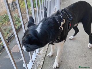 Border Collie dogs - Advert 1