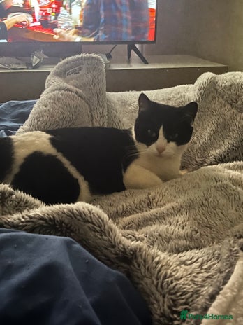 British Shorthair cats - Advert 16