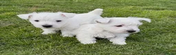 West Highland Terrier dogs for sale: Cute & Bouncy Westie Babes  - Advert 11