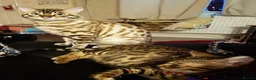 Bengal cats for sale: 9 yr old Snow Bengal looking for new home  in Darlington - Advert 6