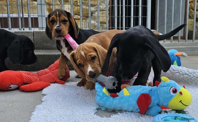Bocker dogs - Advert 1