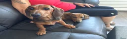 Miniature Dachshund dogs for sale: Two Mini Dachshund brother - Advert 1
