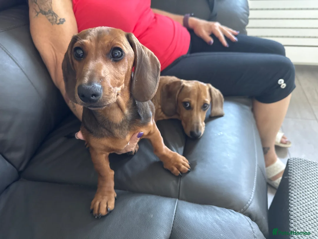 Miniature Dachshund dogs for sale: Two Mini Dachshund brother - Advert 1