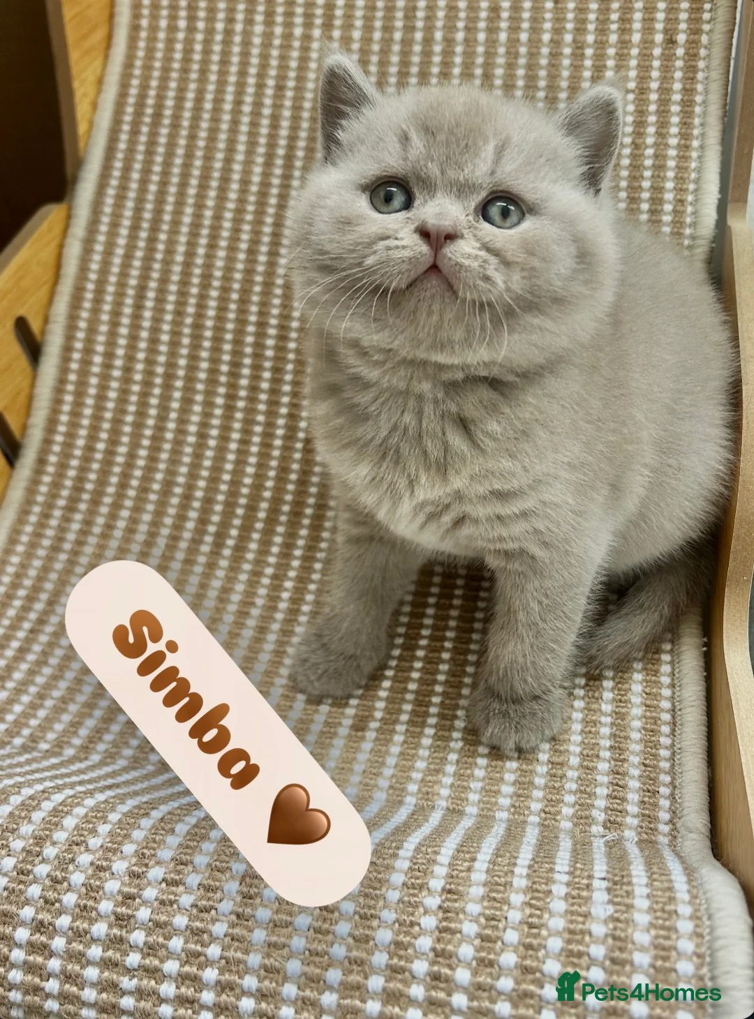 British Shorthair cats for sale: TICA Registered British Shorthair Kittens for Sale in Leeds - Advert 2