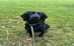 Cocker Spaniel dogs for sale: Brockwell Gundogs - Image 2