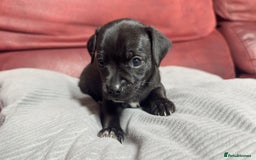 Chihuahua dogs for sale: Chihuahua Boys  - Image 3