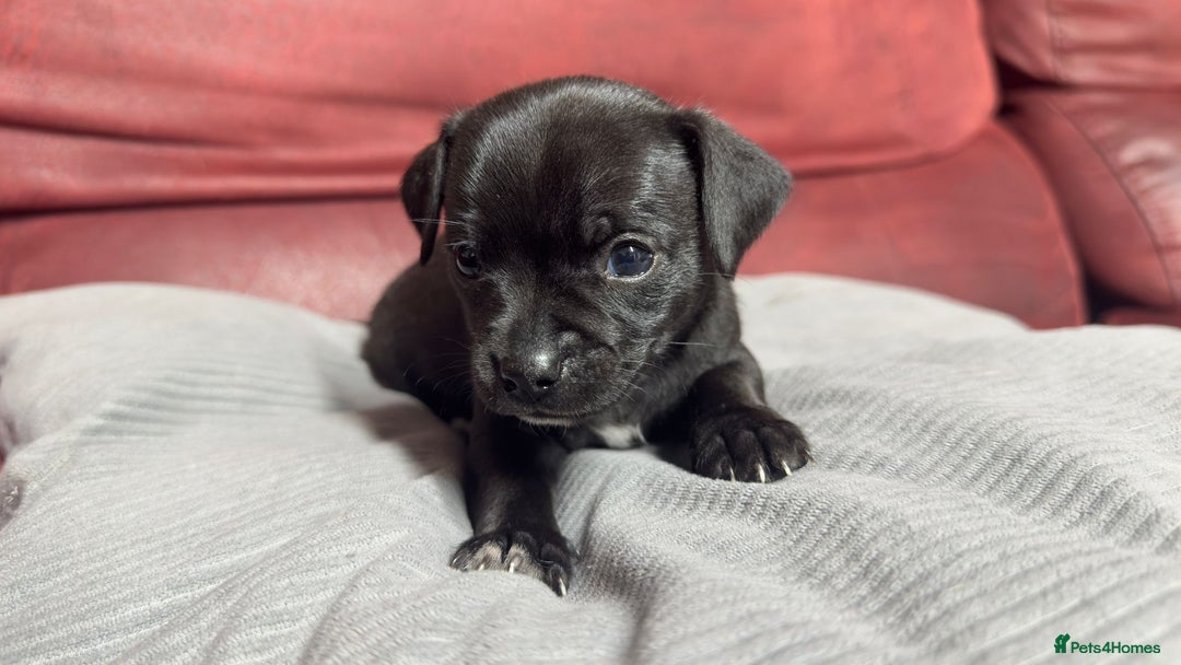 Chihuahua dogs for sale: Chihuahua Boys  - Image 3