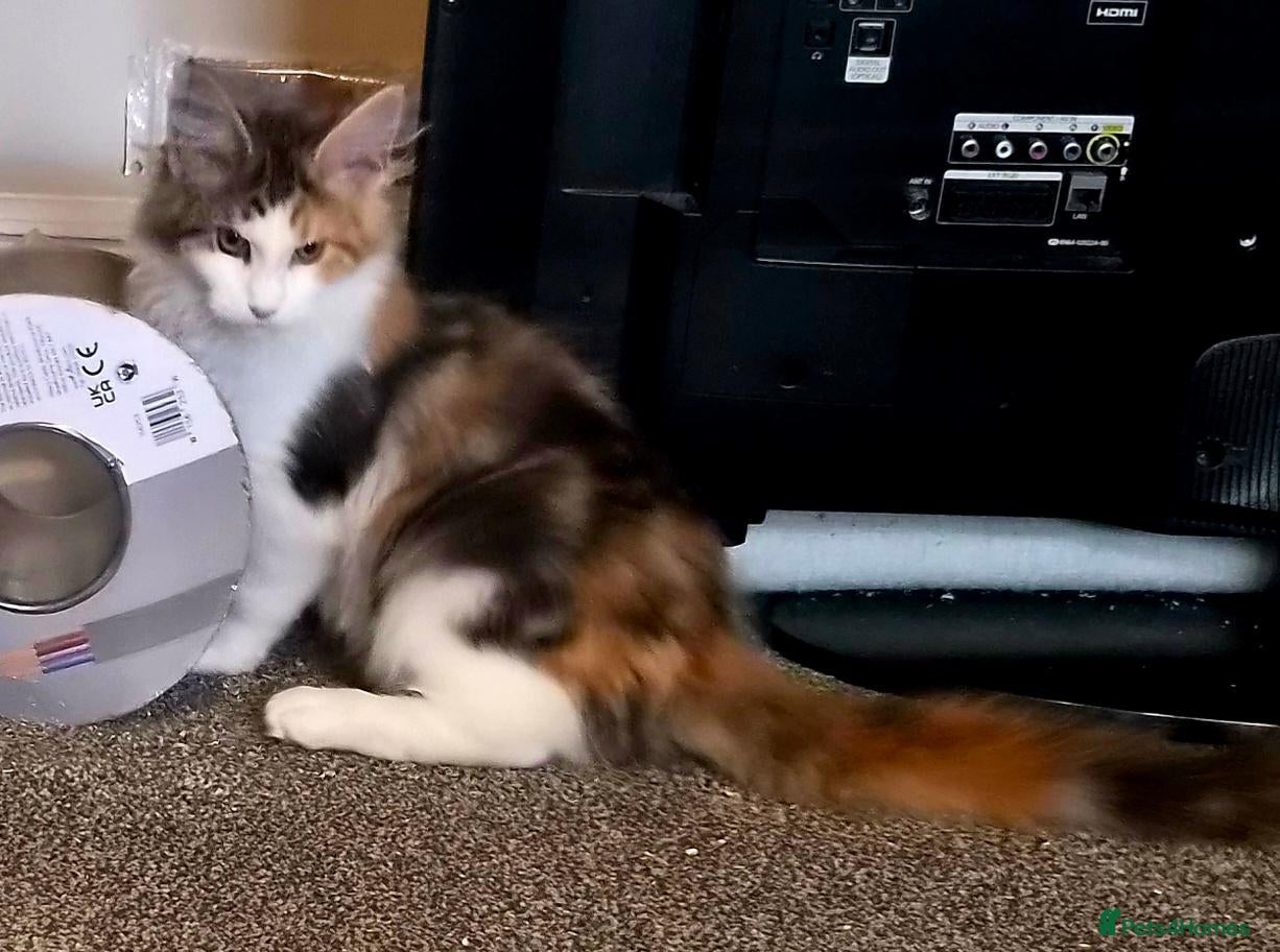 Maine Coon cats for sale: Beautiful Mainecoons  - Advert 1