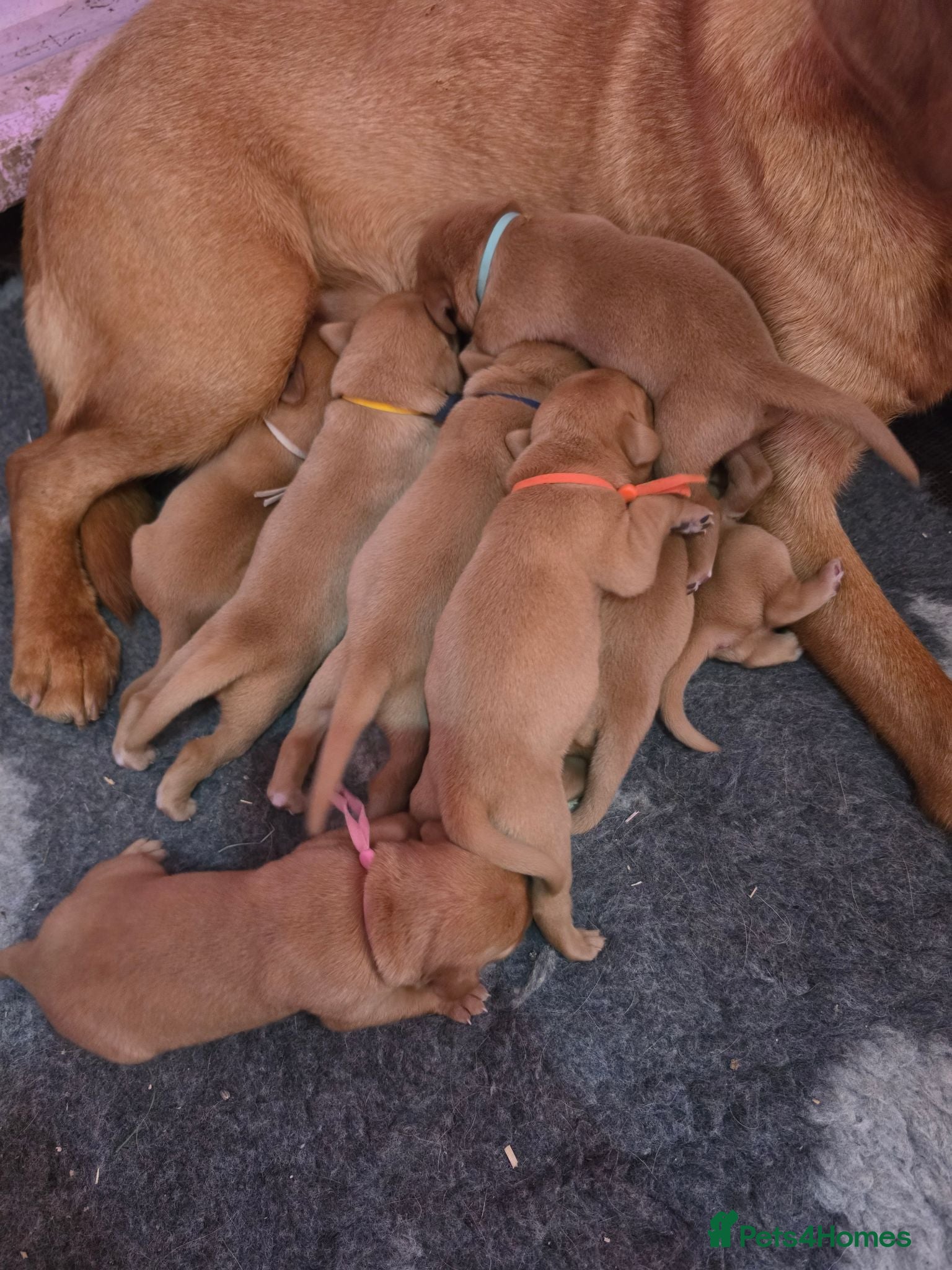 Labrador Retriever dogs Foxred labrador puppies - Advert 8