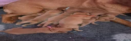 Labrador Retriever dogs for sale: Foxred labrador puppies - Advert 3
