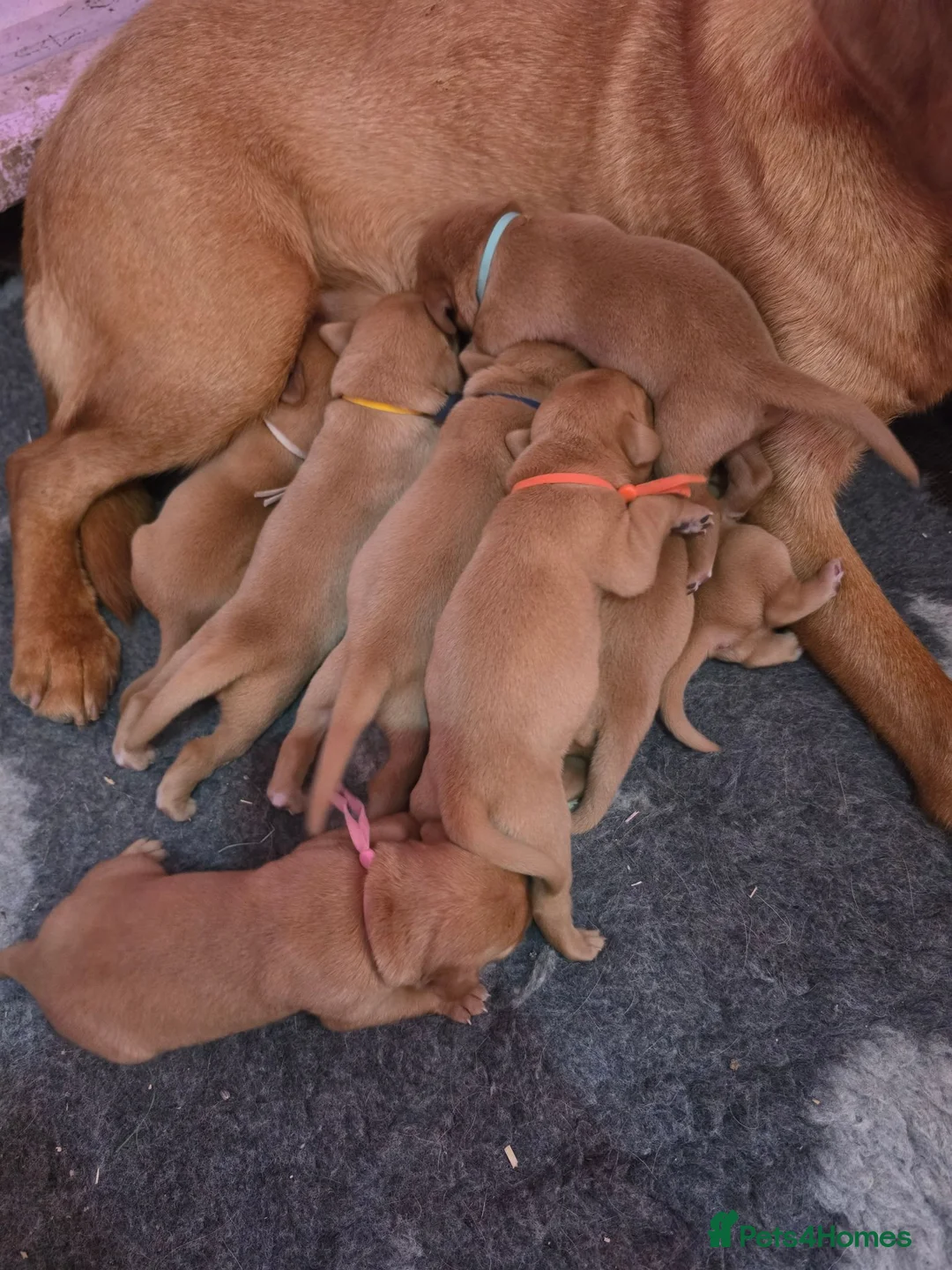 Labrador Retriever dogs for sale: Foxred labrador puppies - Advert 2