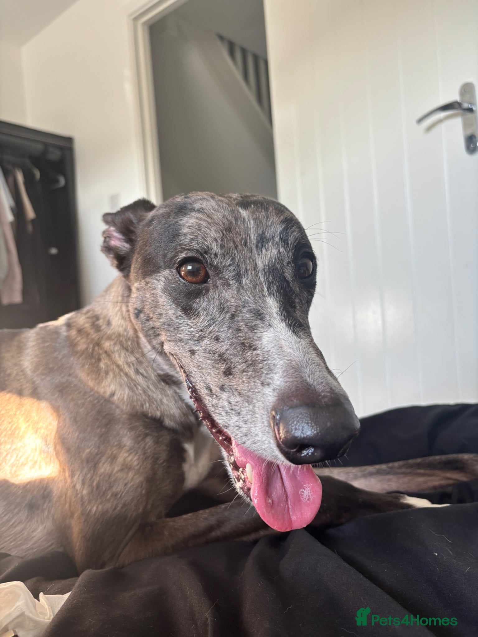 Lurcher dogs Male lurcher looking for home  - Advert 17