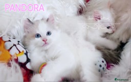 Ragdoll cats for sale: BEAUTIFUL CROSS RAGDOLL/PERSIAN 😻😻😻😻 - Image 2