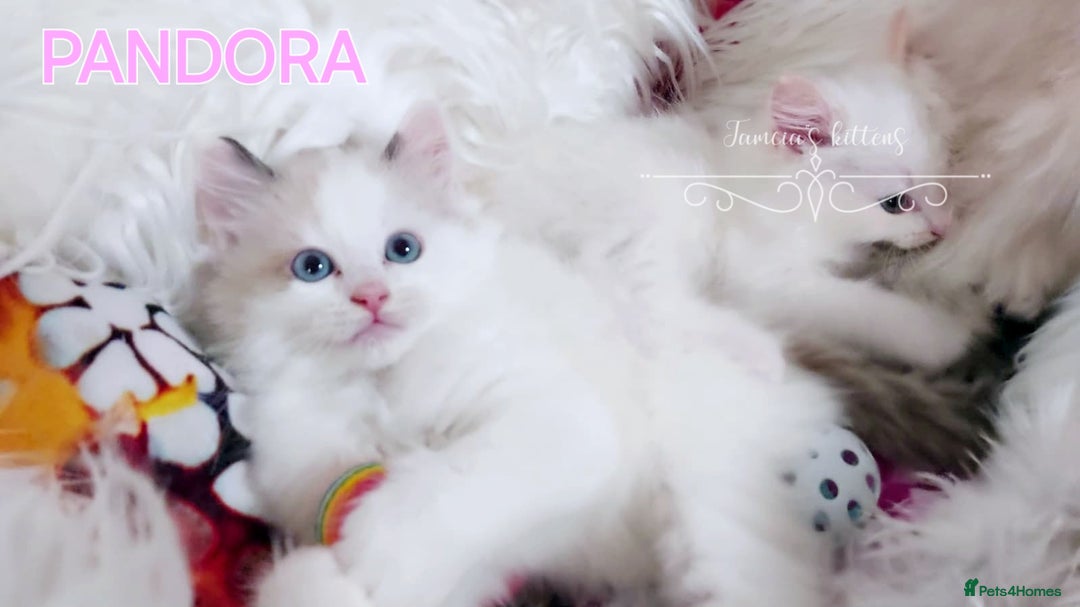 Ragdoll cats for sale: BEAUTIFUL CROSS RAGDOLL/PERSIAN 😻😻😻😻 - Image 2