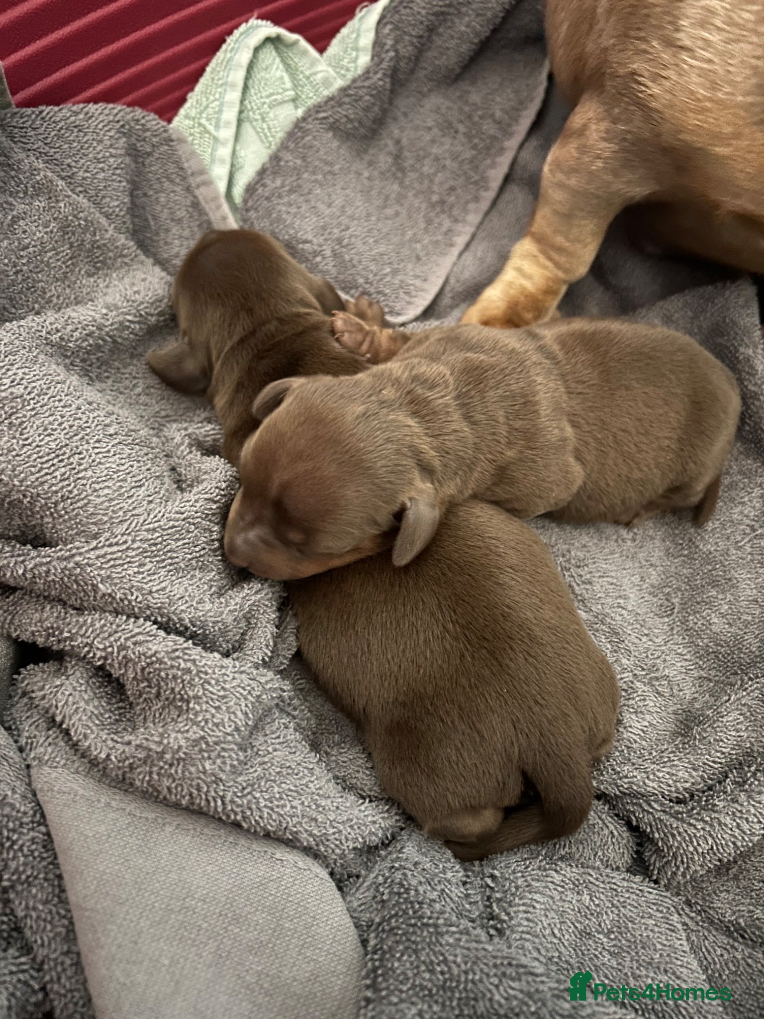 Miniature Dachshund dogs for sale: 3 miniature dashund boys kc reg - Advert 7