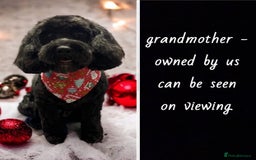 Cockapoo dogs for sale: Third Gen Cockapoos  - Image 3