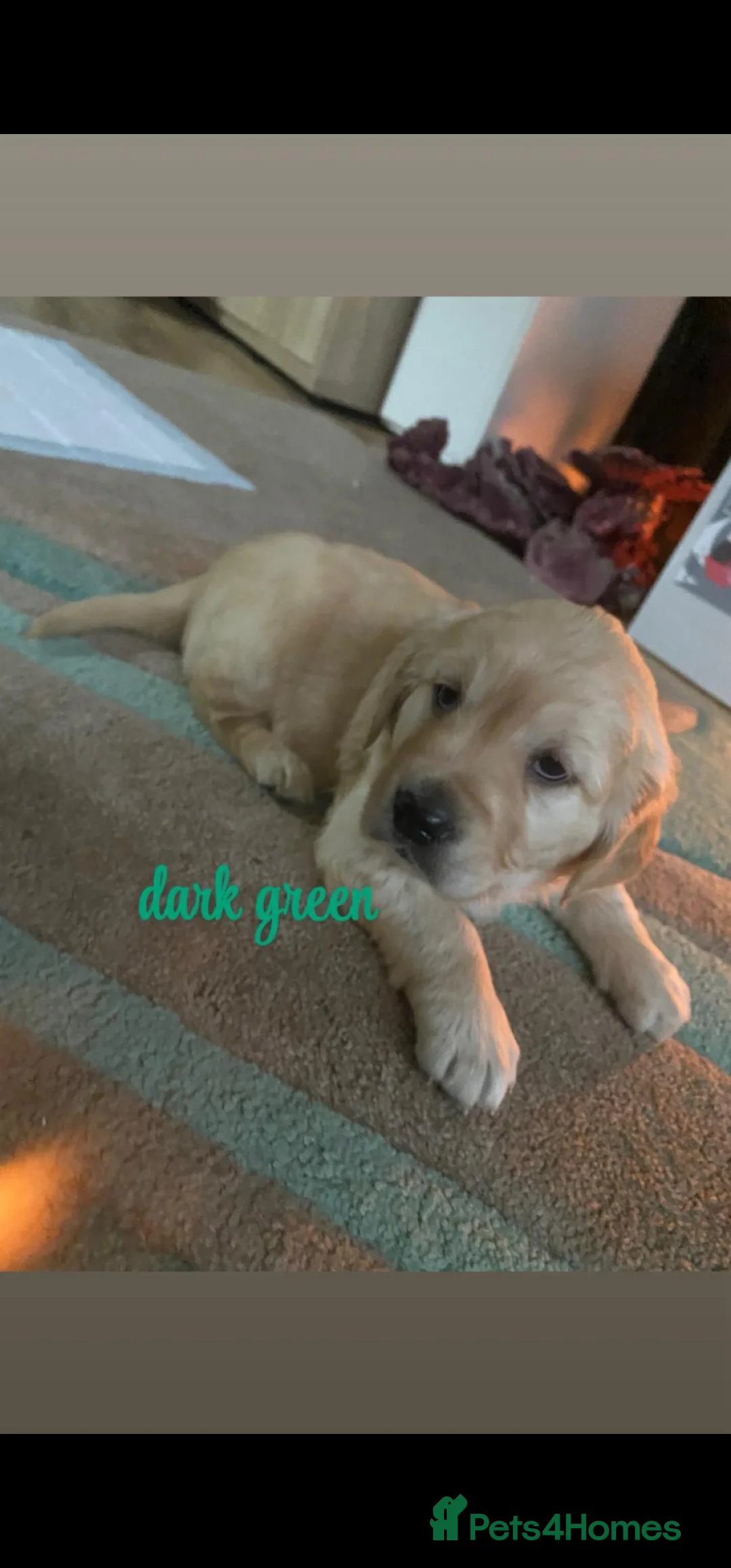Golden Retriever dogs for sale: Gorgeous KC full pedigree golden retrievers  - Advert 4
