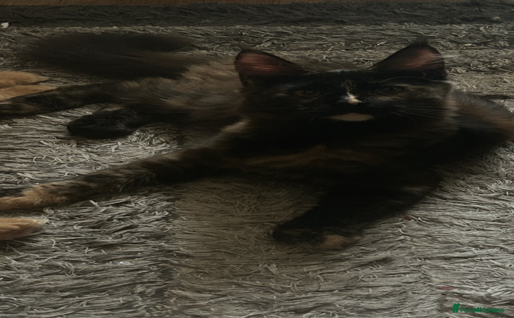 Maine Coon cats  1 beautiful maine coon kittens left - Advert 5