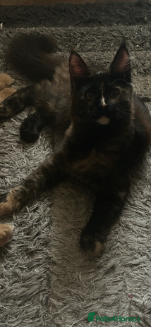 Maine Coon cats 1 beautiful maine coon kittens left - Advert 5