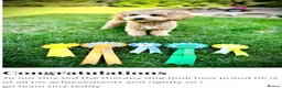 Cavapoochon dogs for sale: Exceptional Extensively health tested cavapoochon - Advert 16
