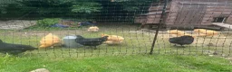 Chickens poultry for sale: Buff Orpington’s and Black copper maran in Loughborough - Advert 5