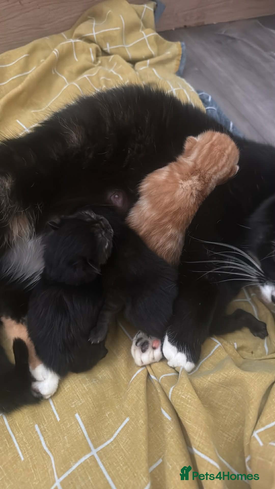 Mixed Breed cats Kittens - Advert 2