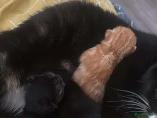 Mixed Breed cats Kittens - Advert 2