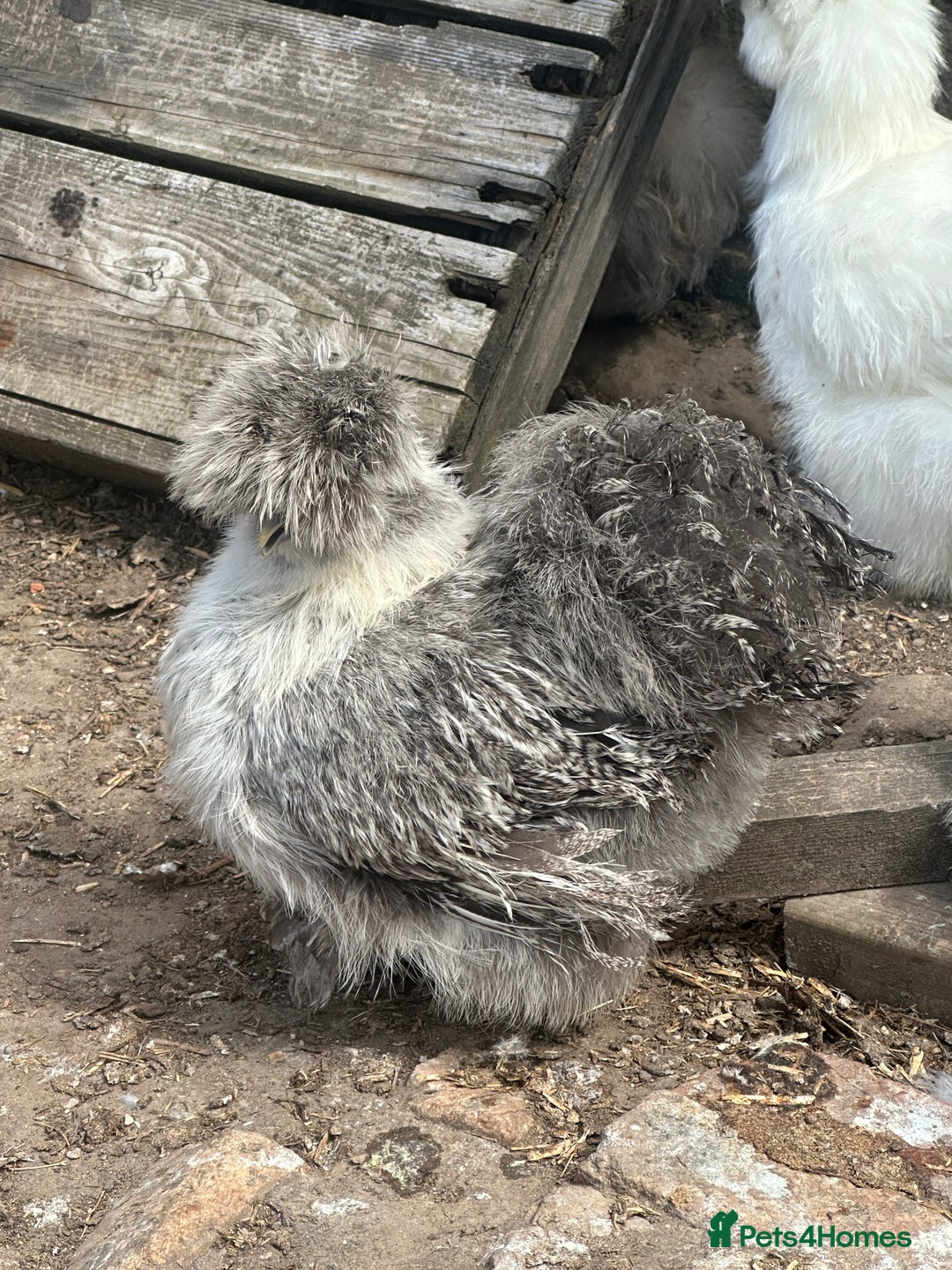 Hens poultry for sale: Beautiful coloured silkie hens point of lay/pullet - Image 2