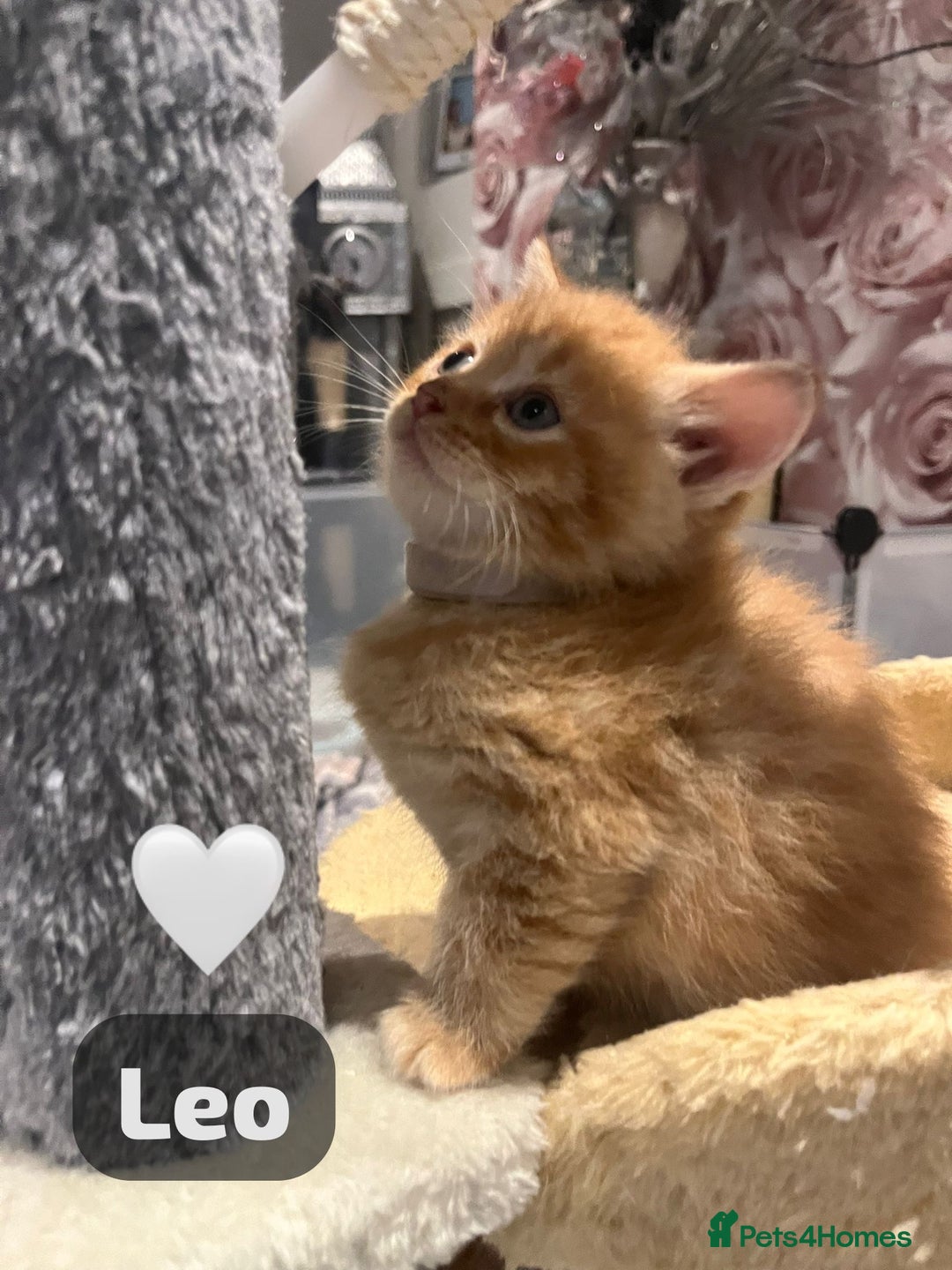 Mixed Breed cats for sale: 🐾 8 Beautiful kittens….🩵🩷 - Advert 17