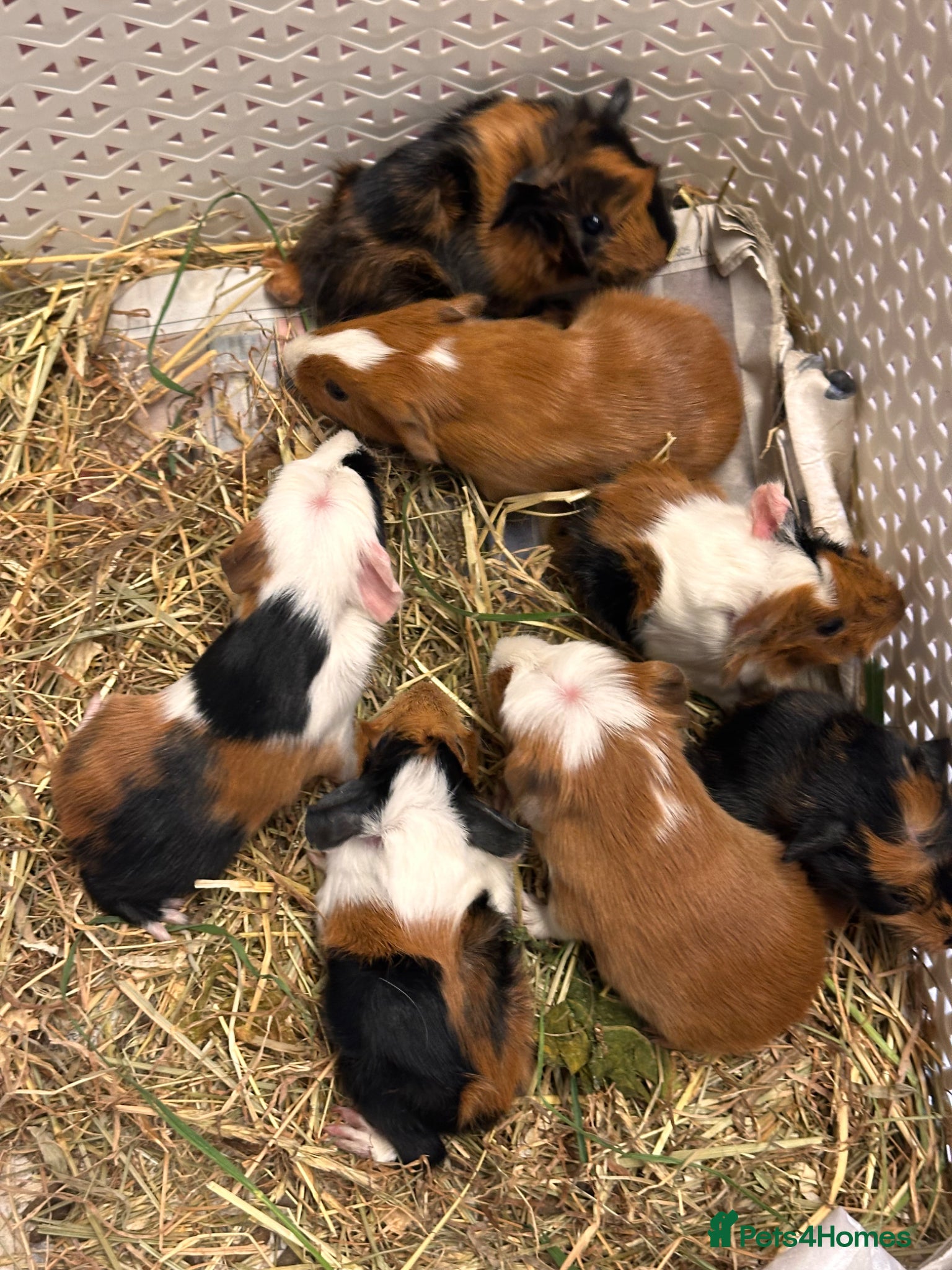 Guinea Pig rodents Gorgeous baby Guineapigs  - Advert 13