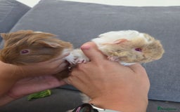Guinea Pig rodents for sale: Beautiful lilac guinea pigs - Image 8